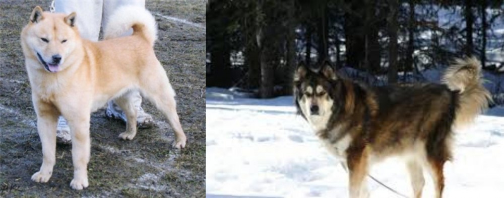 Mackenzie River Husky vs Hokkaido - Breed Comparison