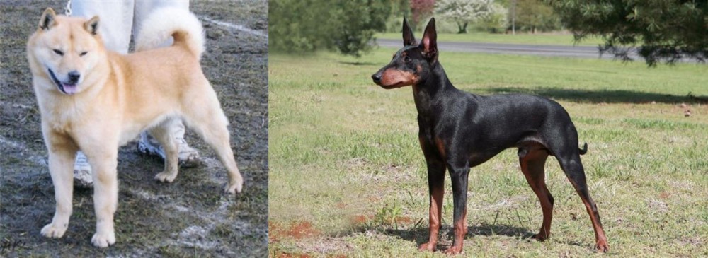 Manchester Terrier vs Hokkaido - Breed Comparison
