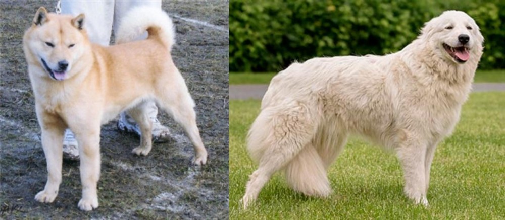 Maremma Sheepdog vs Hokkaido - Breed Comparison