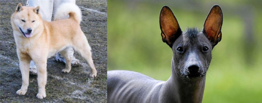 Mexican Hairless vs Hokkaido - Breed Comparison
