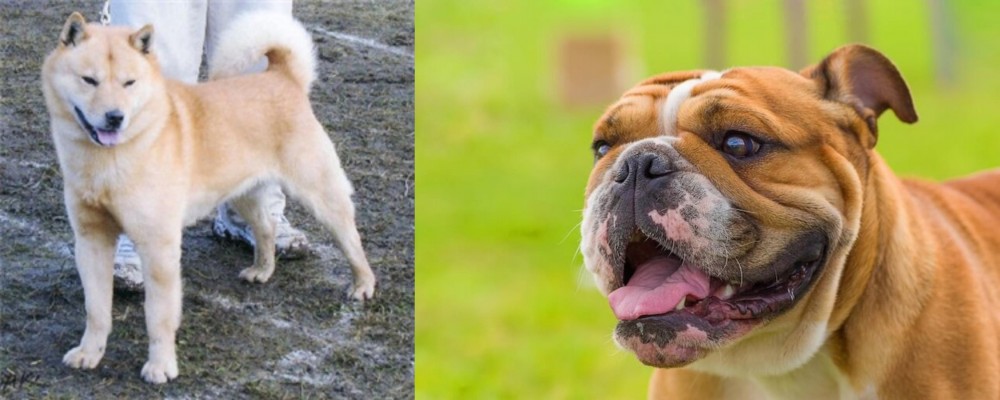 Miniature English Bulldog vs Hokkaido - Breed Comparison