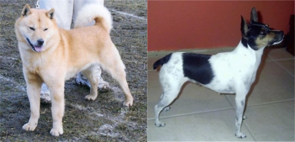 Miniature Fox Terrier vs Hokkaido - Breed Comparison