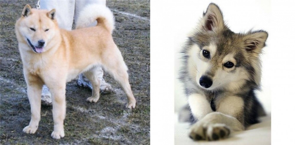 Miniature Siberian Husky vs Hokkaido - Breed Comparison