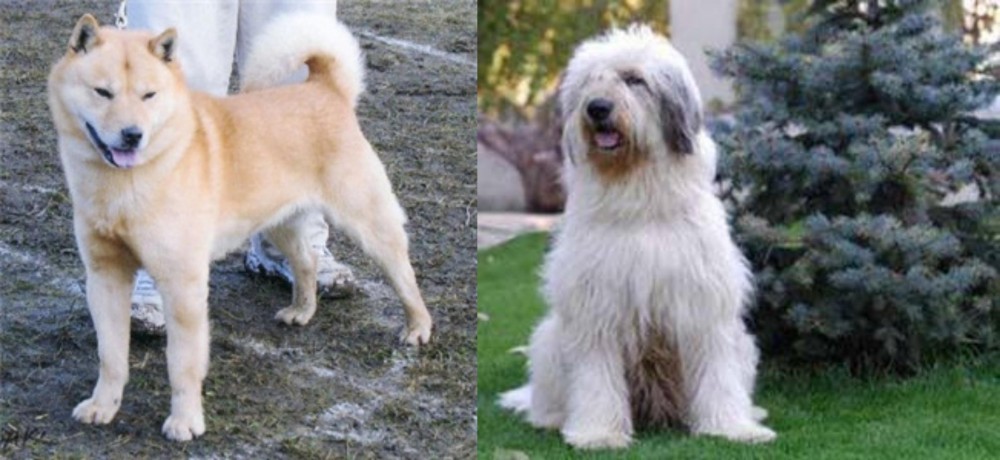 Mioritic Sheepdog vs Hokkaido - Breed Comparison