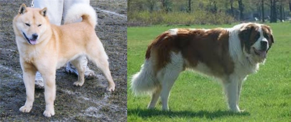 Moscow Watchdog vs Hokkaido - Breed Comparison