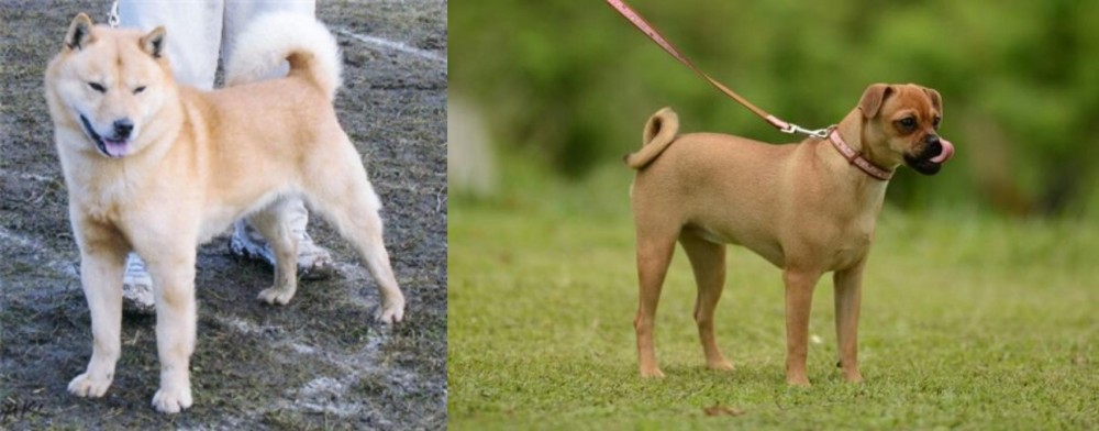 Muggin vs Hokkaido - Breed Comparison