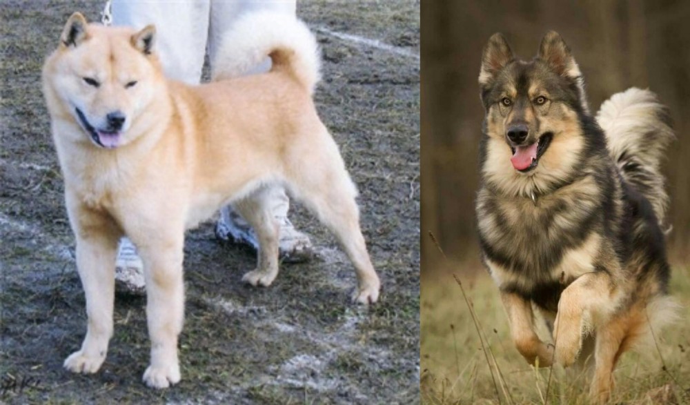 Native American Indian Dog vs Hokkaido - Breed Comparison