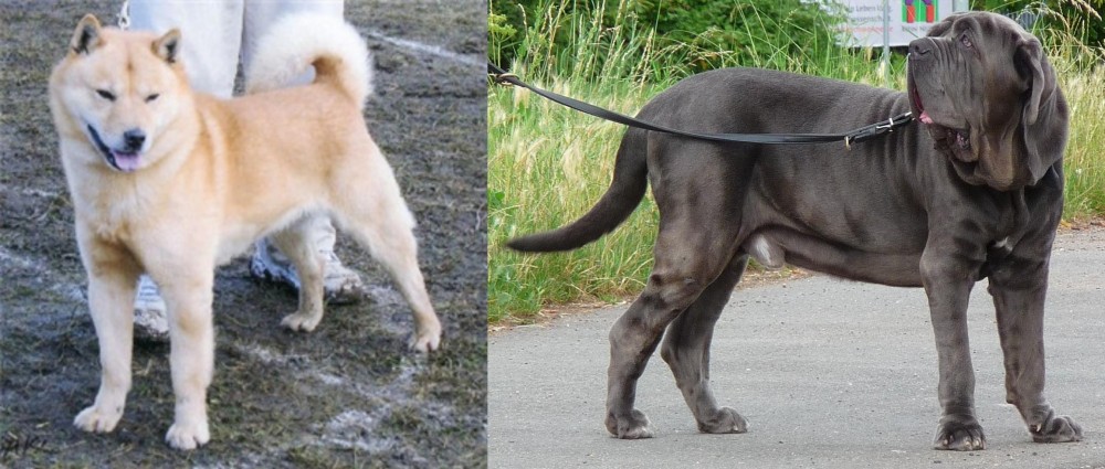 Neapolitan Mastiff vs Hokkaido - Breed Comparison