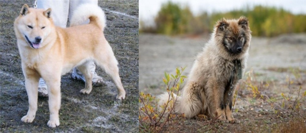 Nenets Herding Laika vs Hokkaido - Breed Comparison