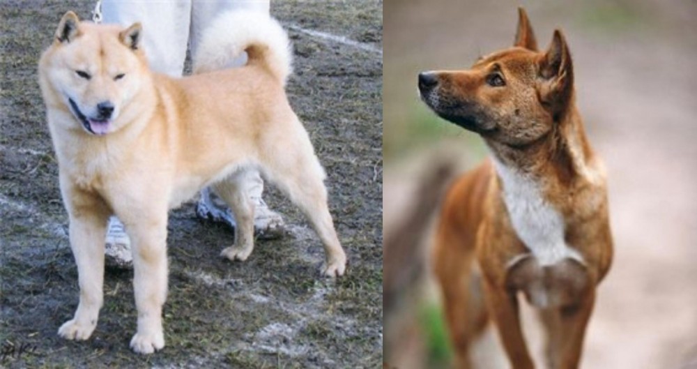 New Guinea Singing Dog vs Hokkaido - Breed Comparison