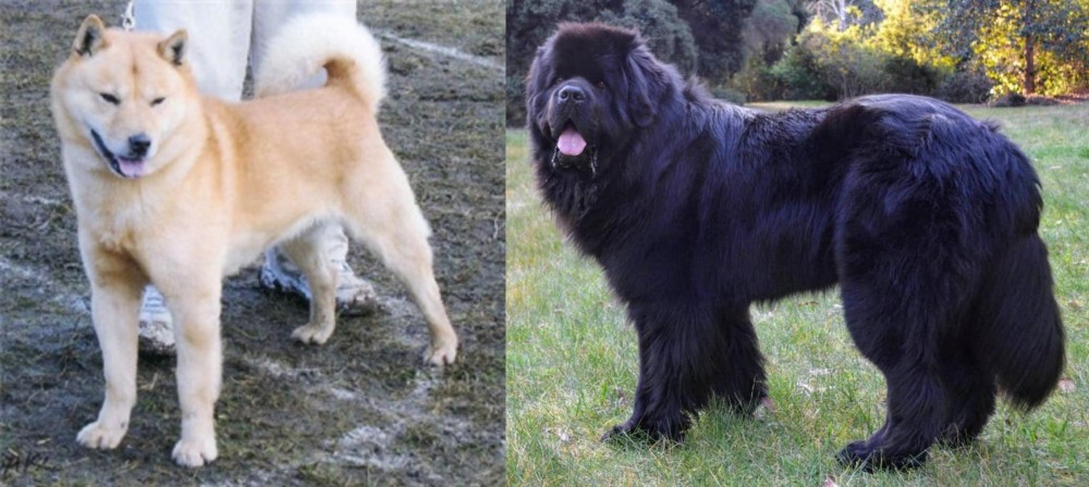Newfoundland Dog vs Hokkaido - Breed Comparison