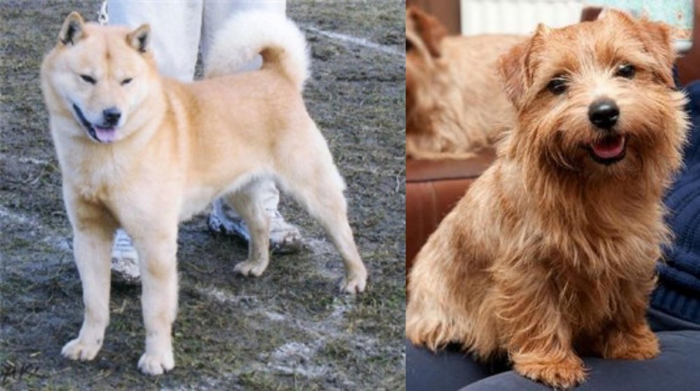Norfolk Terrier vs Hokkaido - Breed Comparison
