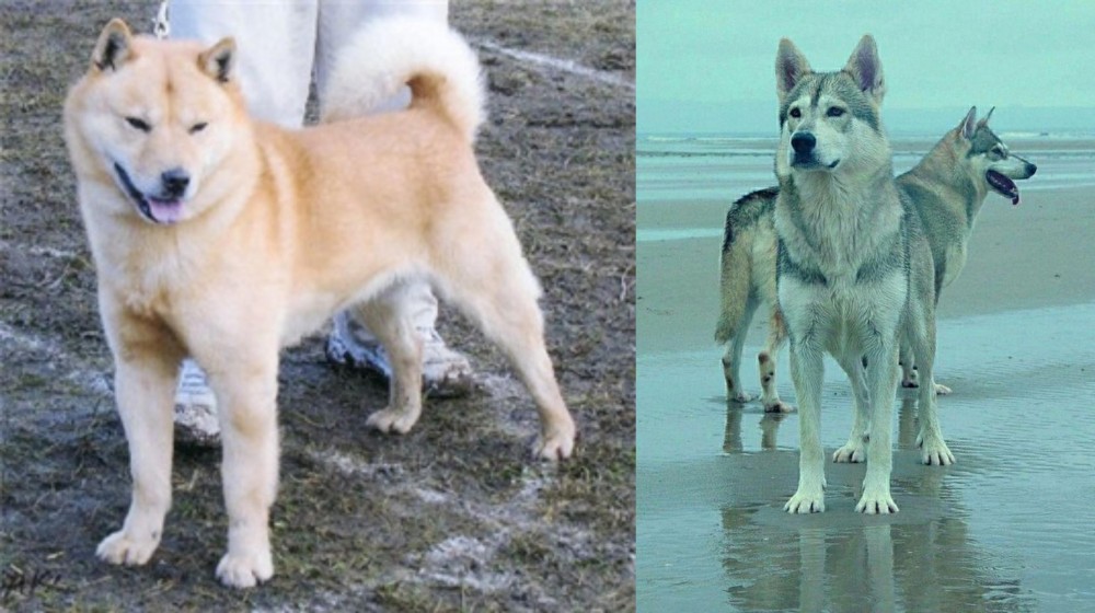 Northern Inuit Dog vs Hokkaido - Breed Comparison
