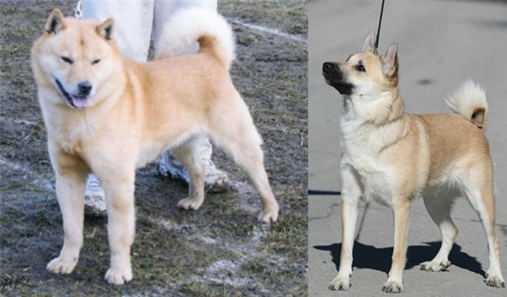Norwegian Buhund vs Hokkaido - Breed Comparison