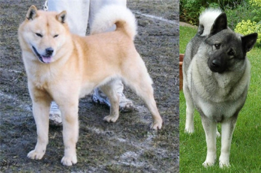 Norwegian Elkhound vs Hokkaido - Breed Comparison
