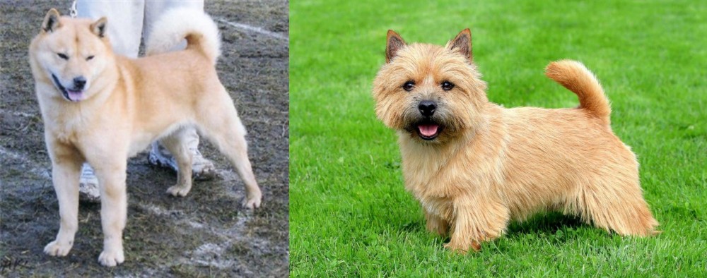 Norwich Terrier vs Hokkaido - Breed Comparison