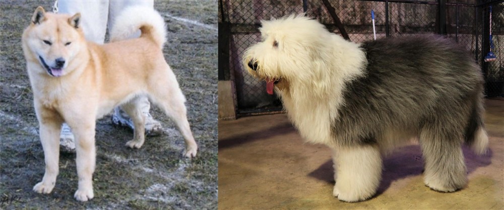 Old English Sheepdog vs Hokkaido - Breed Comparison