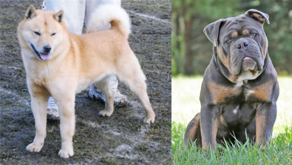 Olde English Bulldogge vs Hokkaido - Breed Comparison