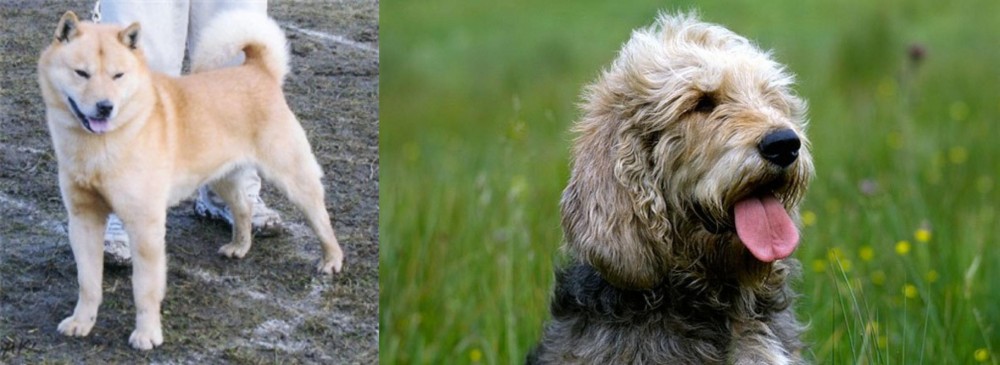 Otterhound vs Hokkaido - Breed Comparison