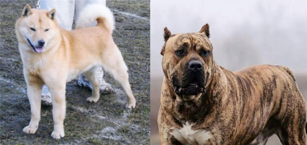 Perro de Presa Canario vs Hokkaido - Breed Comparison