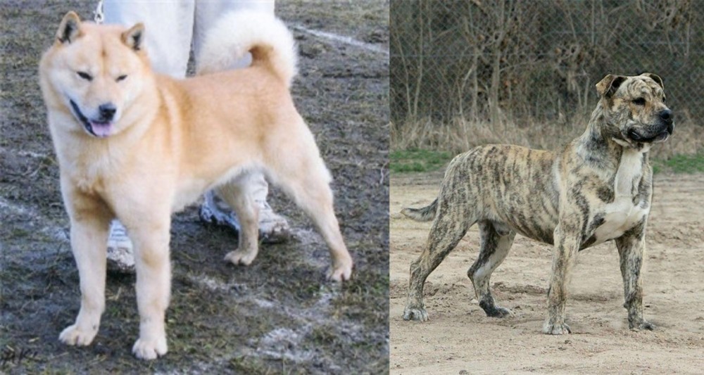Perro de Presa Mallorquin vs Hokkaido - Breed Comparison