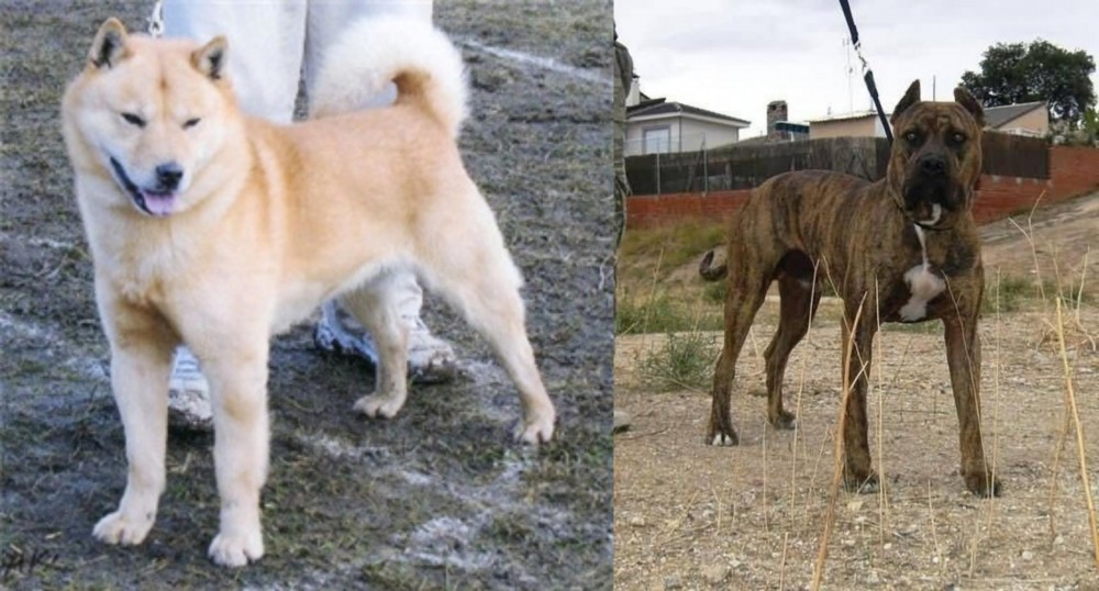 Perro de Toro vs Hokkaido - Breed Comparison