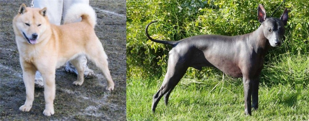 Peruvian Hairless vs Hokkaido - Breed Comparison