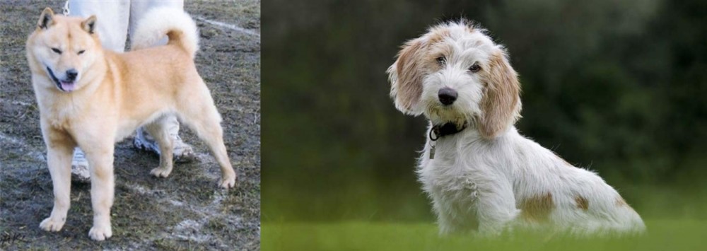 Petit Basset Griffon Vendeen vs Hokkaido - Breed Comparison