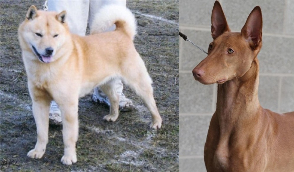 Pharaoh Hound vs Hokkaido - Breed Comparison