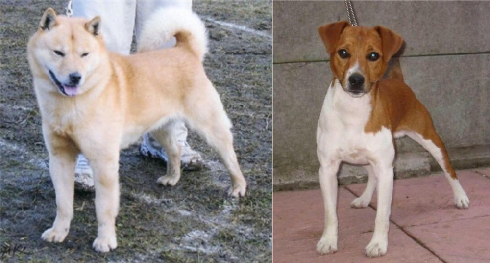 Plummer Terrier vs Hokkaido - Breed Comparison