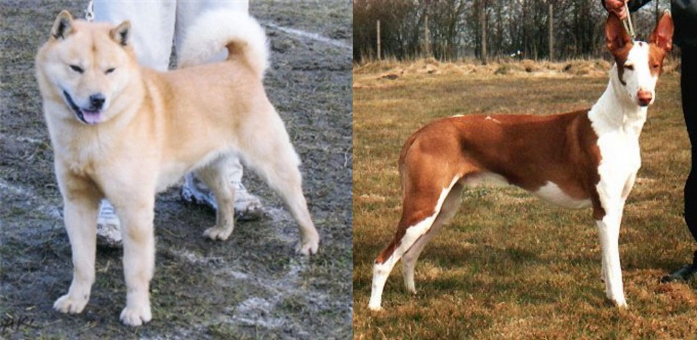 Podenco Canario vs Hokkaido - Breed Comparison