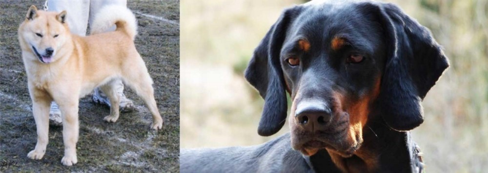 Polish Hunting Dog vs Hokkaido - Breed Comparison