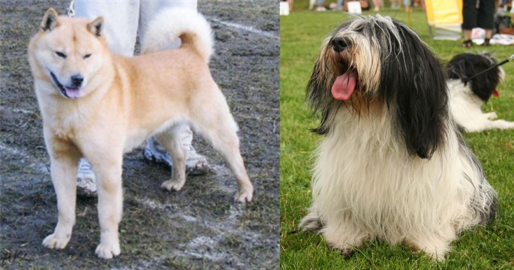 Polish Lowland Sheepdog vs Hokkaido - Breed Comparison