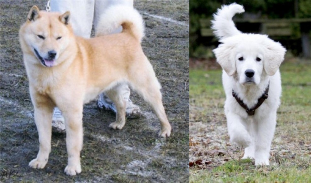 Polish Tatra Sheepdog vs Hokkaido - Breed Comparison