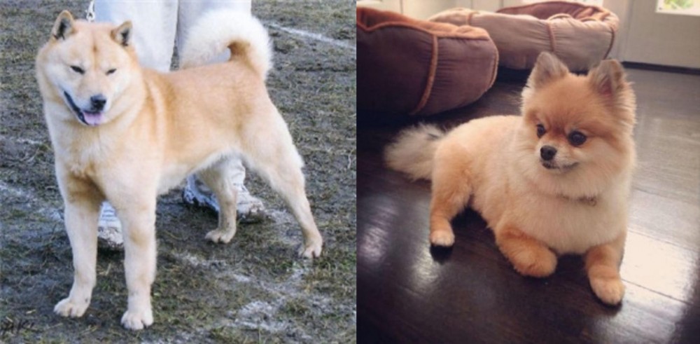 Pomeranian vs Hokkaido - Breed Comparison