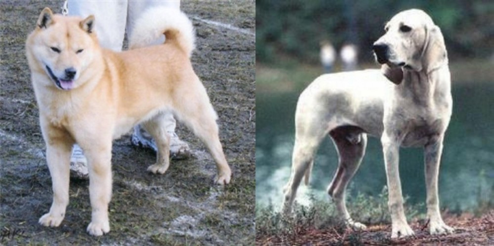 Porcelaine vs Hokkaido - Breed Comparison