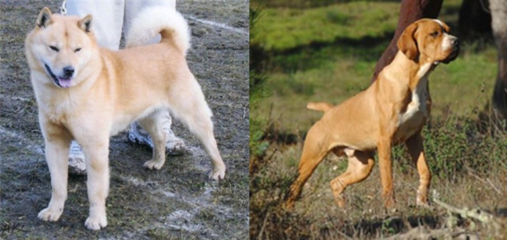 Portuguese Pointer vs Hokkaido - Breed Comparison
