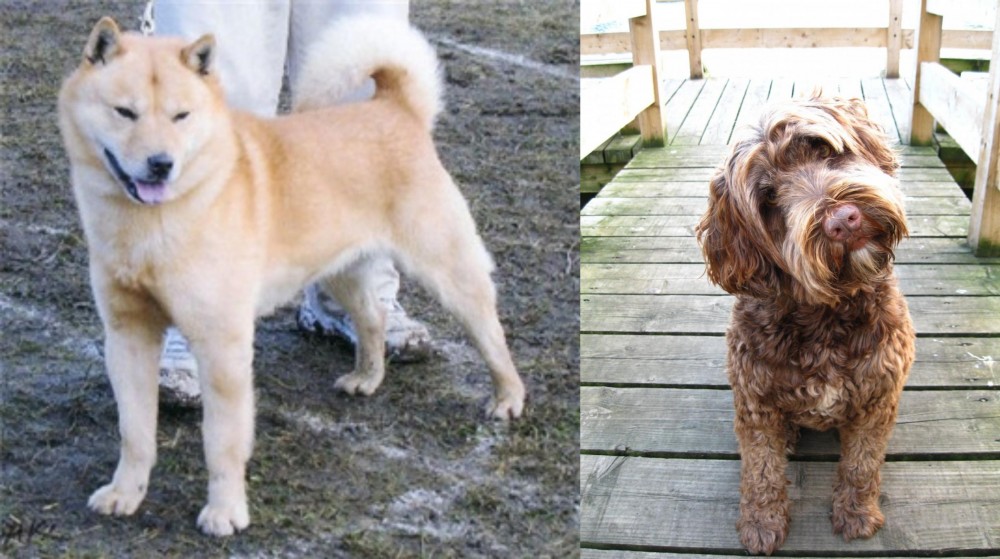 Portuguese Water Dog vs Hokkaido - Breed Comparison