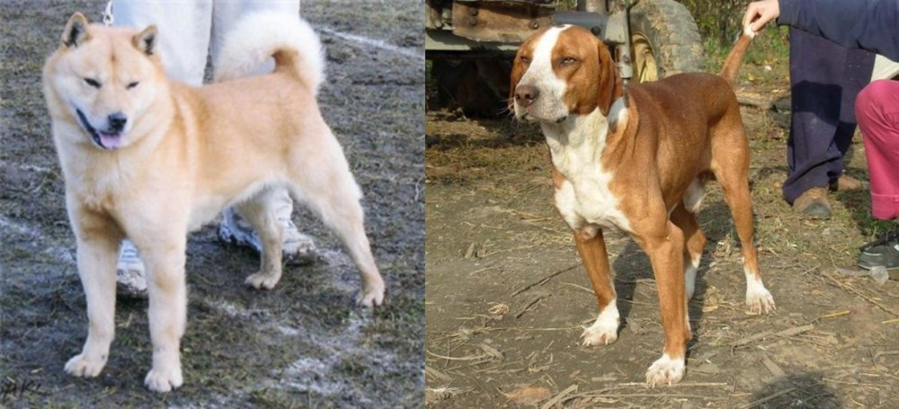 Posavac Hound vs Hokkaido - Breed Comparison