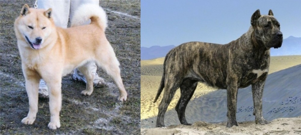 Presa Canario vs Hokkaido - Breed Comparison
