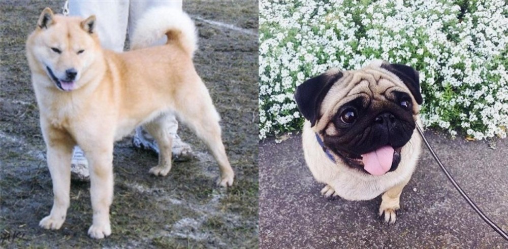 Pug vs Hokkaido - Breed Comparison