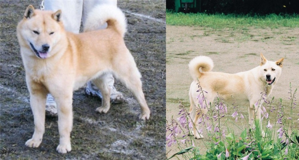 Pungsan Dog vs Hokkaido - Breed Comparison
