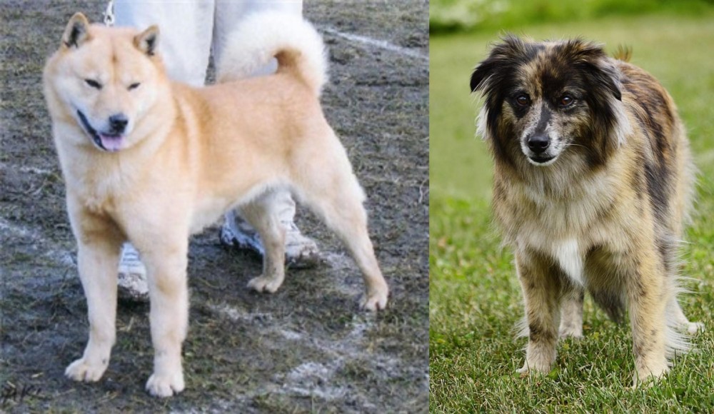 Pyrenean Shepherd vs Hokkaido - Breed Comparison