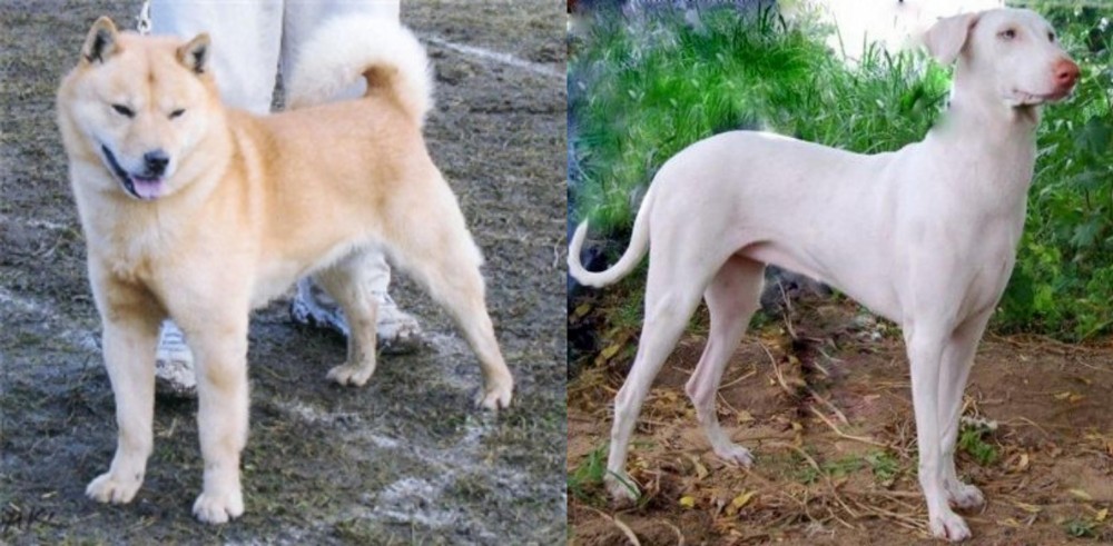 Rajapalayam vs Hokkaido - Breed Comparison