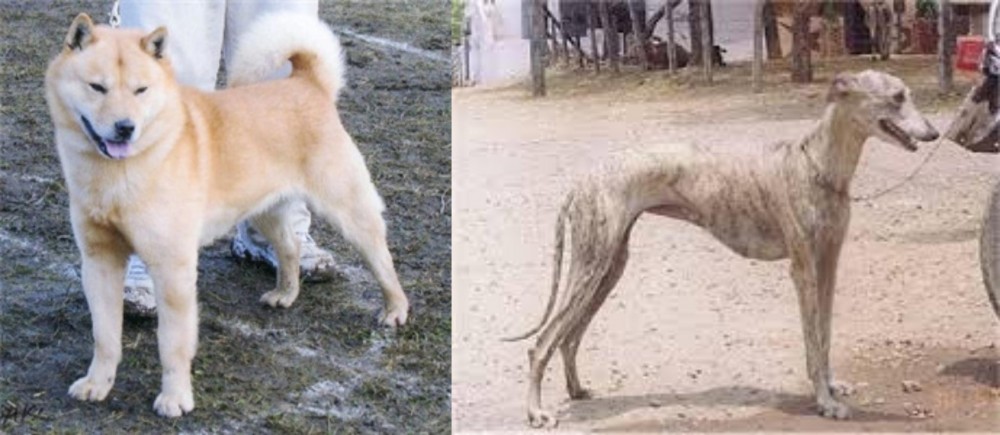 Rampur Greyhound vs Hokkaido - Breed Comparison