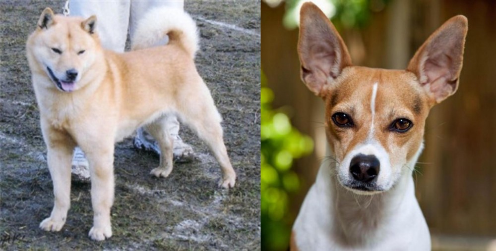 Rat Terrier vs Hokkaido - Breed Comparison