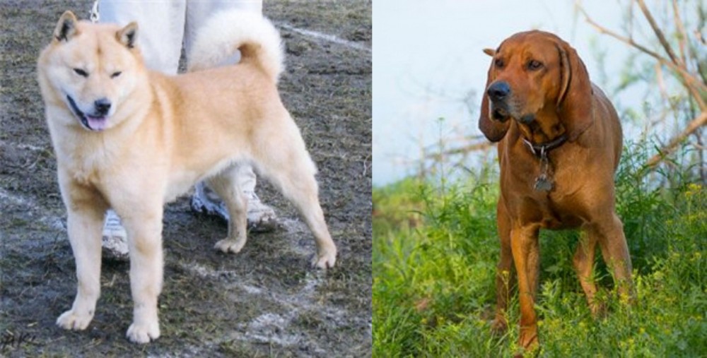 Redbone Coonhound vs Hokkaido - Breed Comparison
