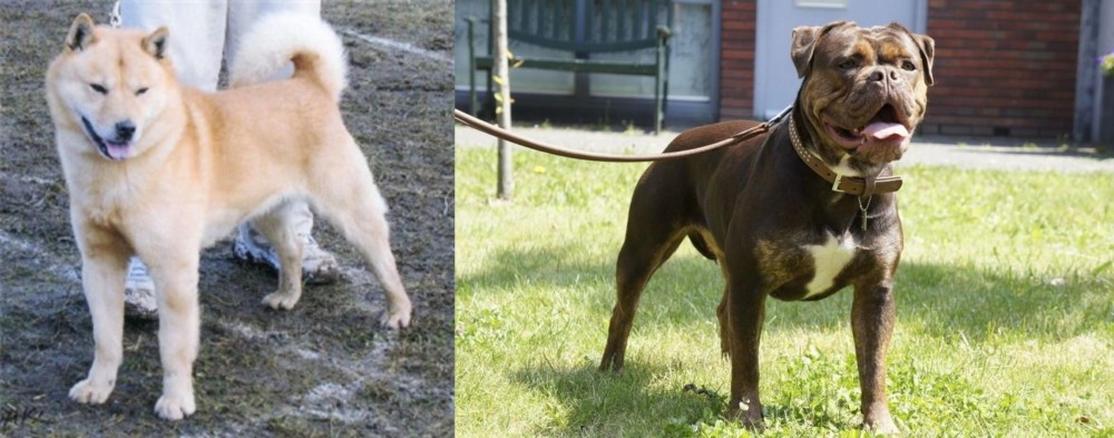 Renascence Bulldogge vs Hokkaido - Breed Comparison