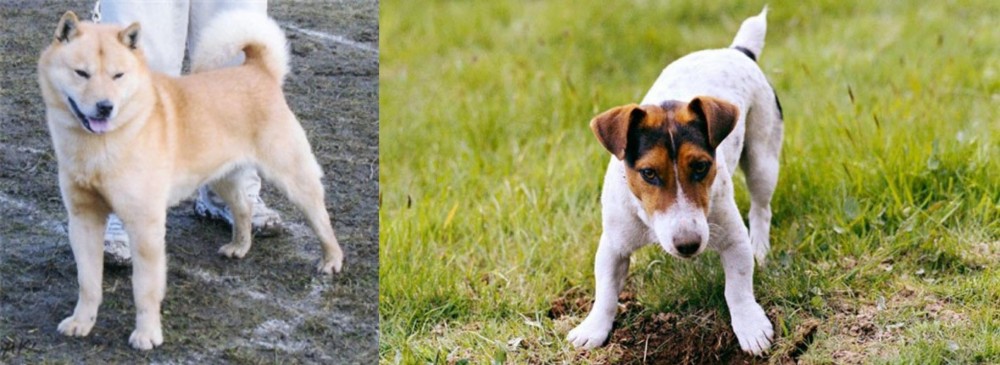 Russell Terrier vs Hokkaido - Breed Comparison