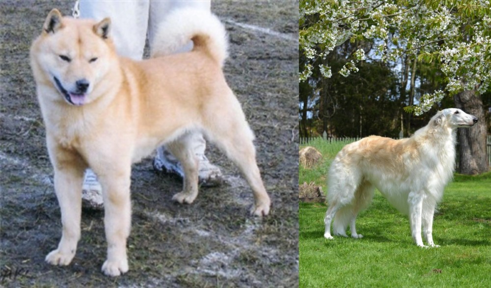 Russian Hound vs Hokkaido - Breed Comparison